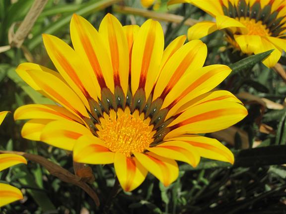 ����� ���-������ - ���� ����